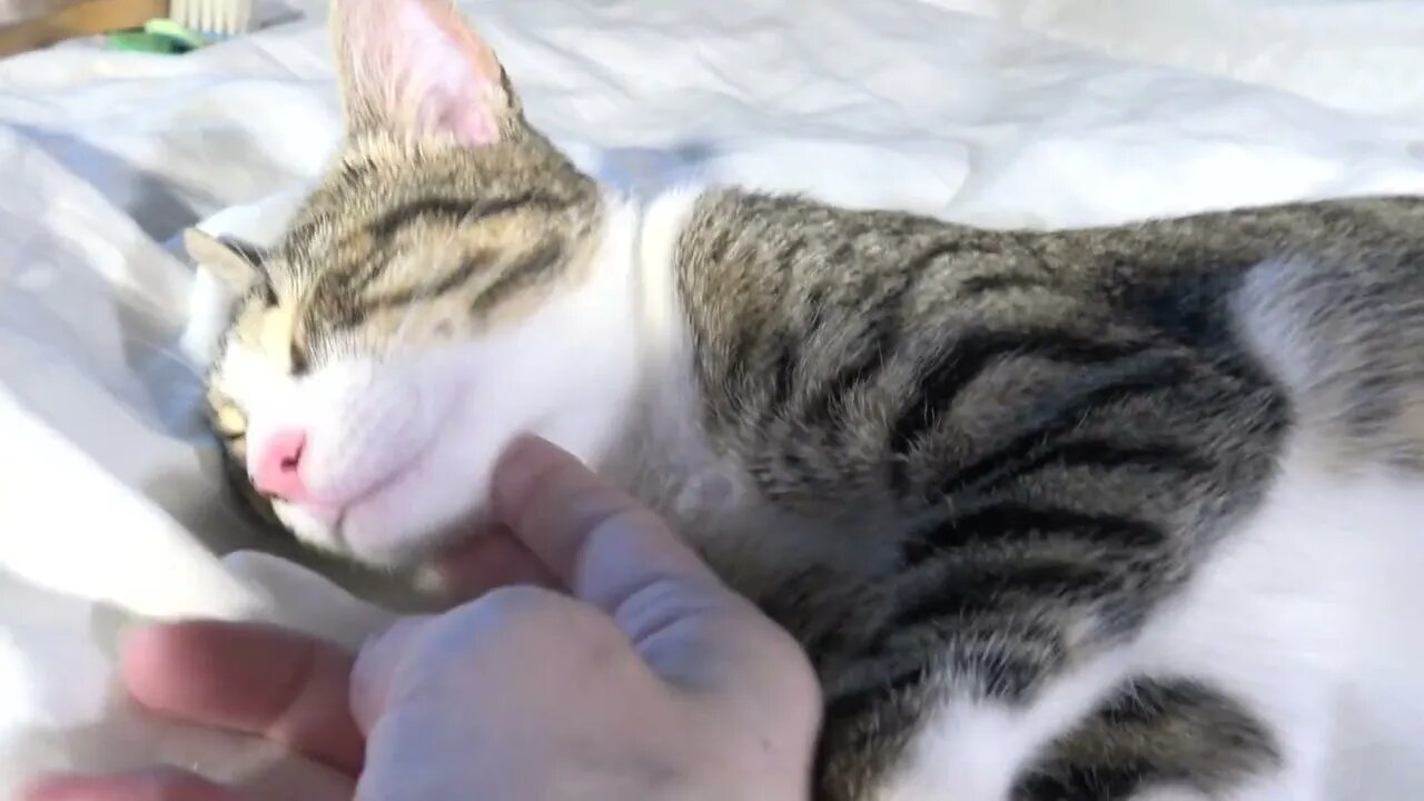 How to Annoy a Cute Sleeping Kitten