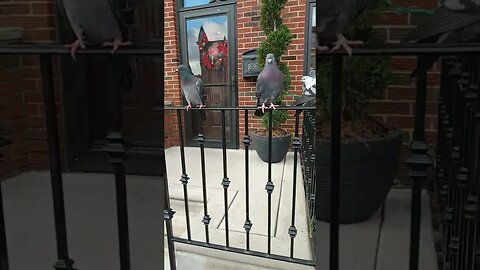 1 flew the coop