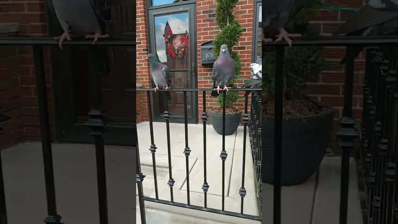 1 flew the coop