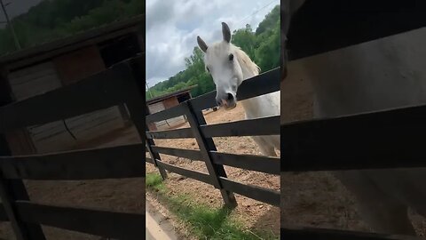 Watch out pony