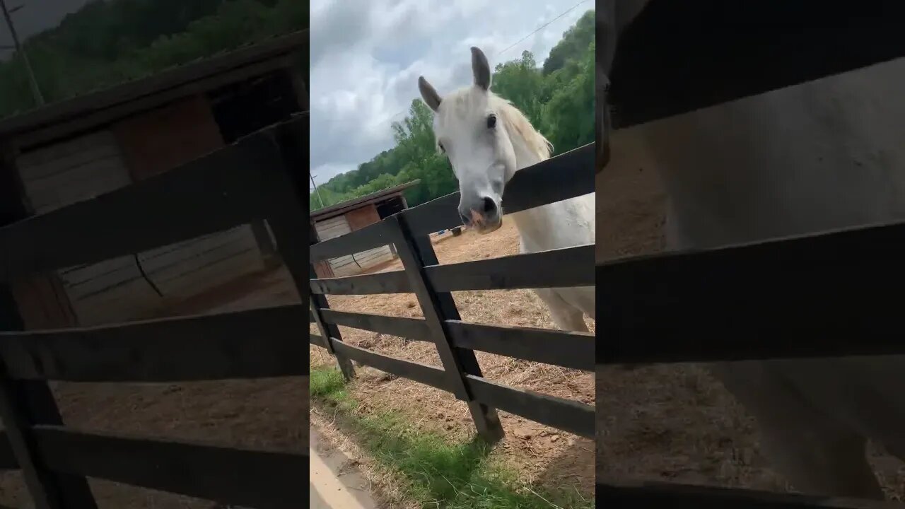 Watch out pony