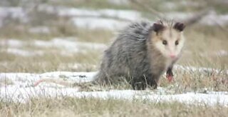 Fearless Yorkshire terrier chases away opossum