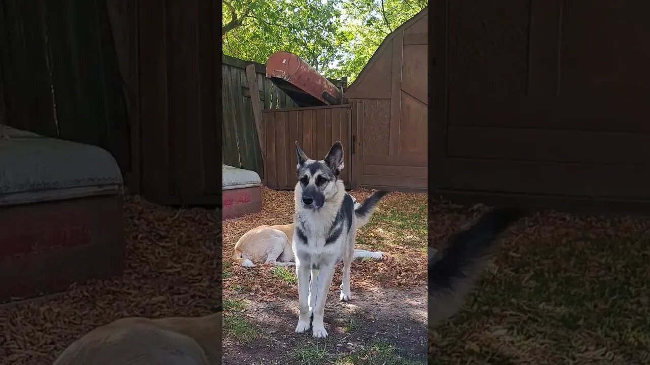 Husky and Gsd Mix