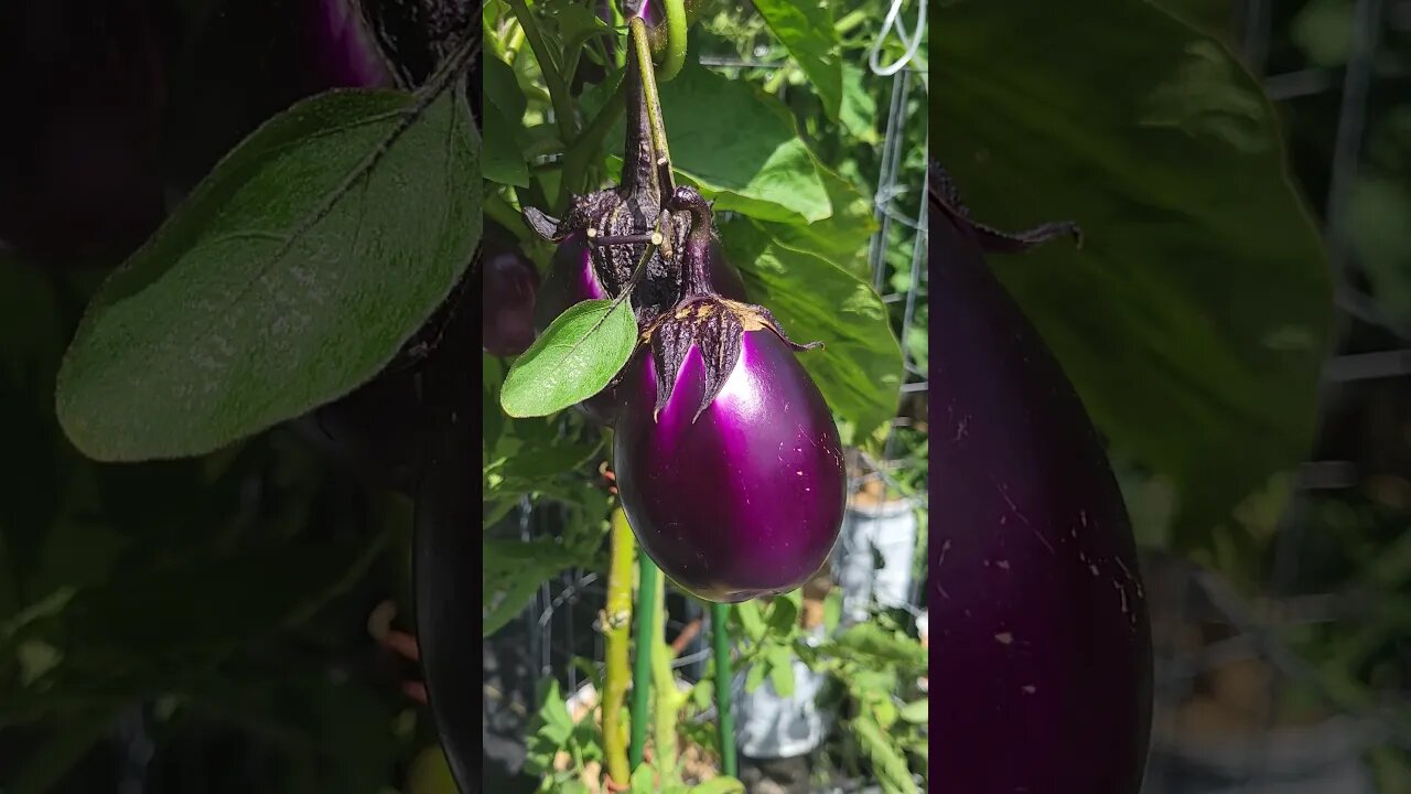 Grafting Eggplant & Pepper onto Tomato Plant 🍆 #shorts