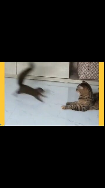 The Funniest Pet Videos of the Year 😂 part 10