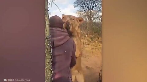 Animals Reunited With Owners After Years