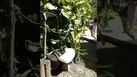 Passeio em Porangaba - Plantas