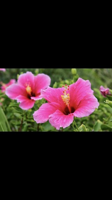 Flowers Beautiful shoes
