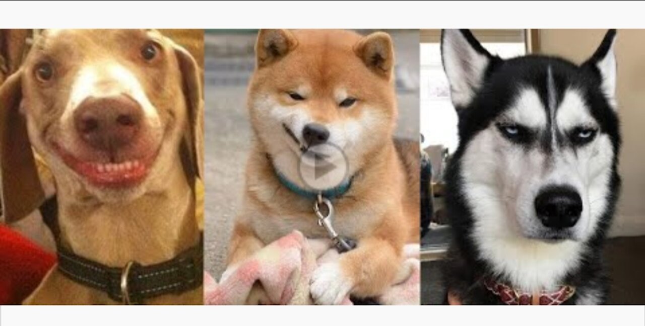 🤣Funny Dog Videos 2020🤣 It's time to LAUGH with Dog's life