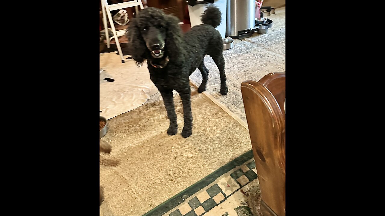 There’s no doubt this poodle is ready for a hair cut!🐩😂