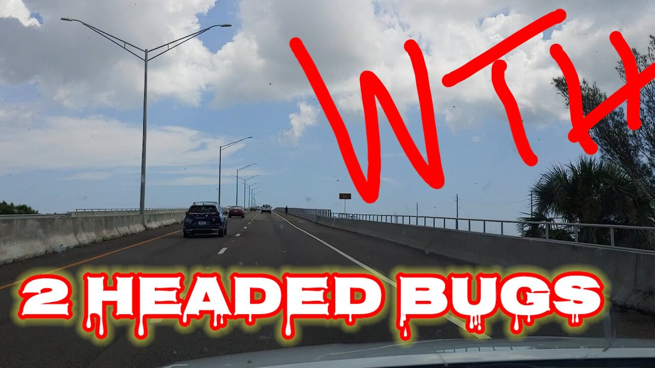 Strange 2 Head Bugs Appear in Florida