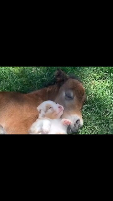 Molly taking a nap with her best friend a baby horseBoth