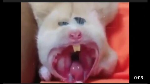 Hamster funny yawning