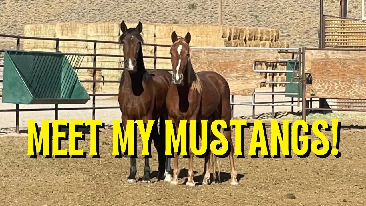 MEET MY MUSTANGS: Driving 2,800km to Pick Up BLM Mustangs