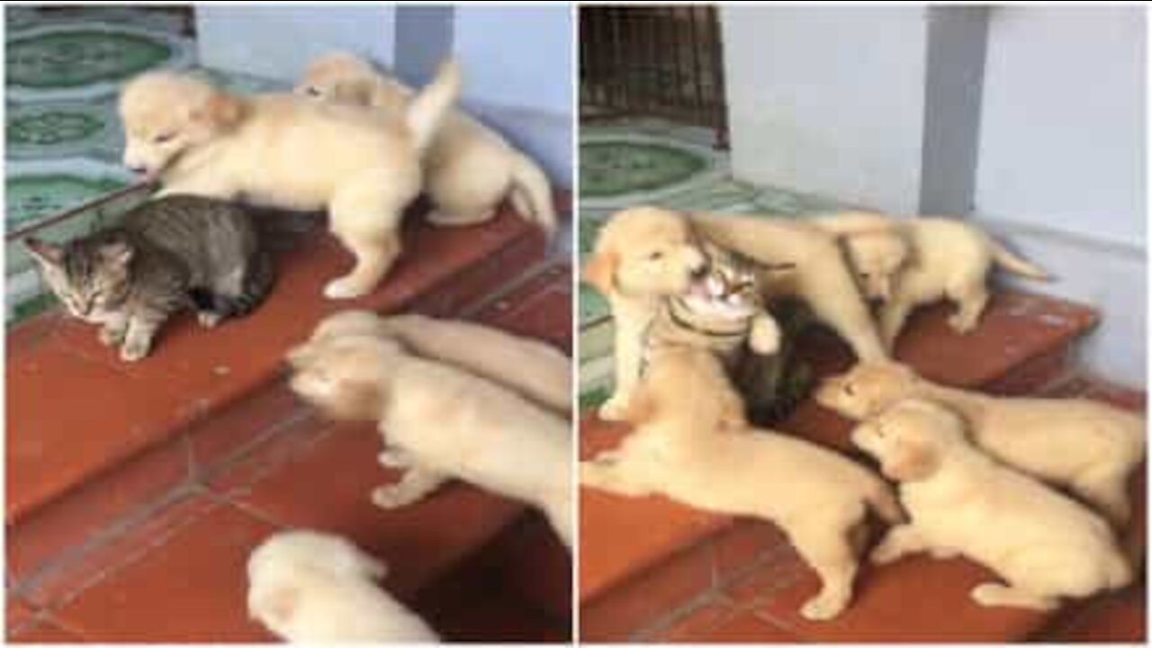 Cuccioli di cane assaltano un gattino... Per riempirlo di coccole!