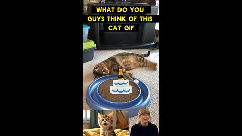 Cute Cat Gif