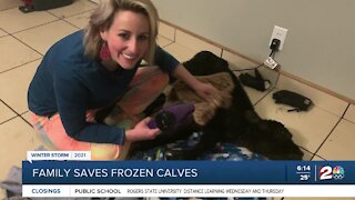 Family saves frozen calves