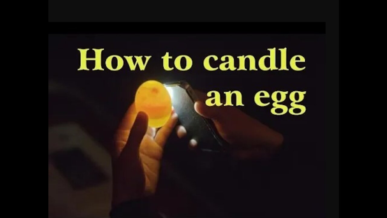 How to Candle Chicken Eggs - Check if an egg is Fertile or Infertile