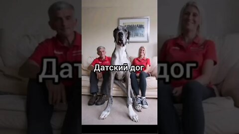 #shorts Смешные Собаки Из Тик Тока 202 Funny Dogs From Tiktok