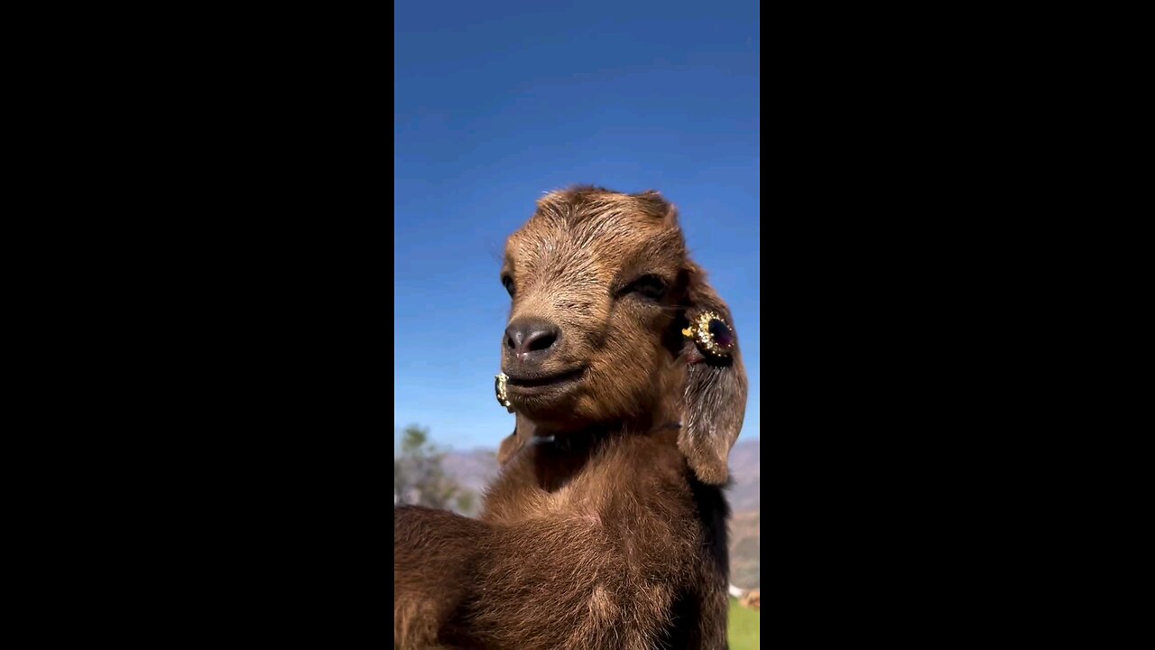 Beautiful ❣️sheep babys ❤❤ #goat #goat #cuteanimal 💖#shorts 🐑#cute #babygoatlove #cutegoat