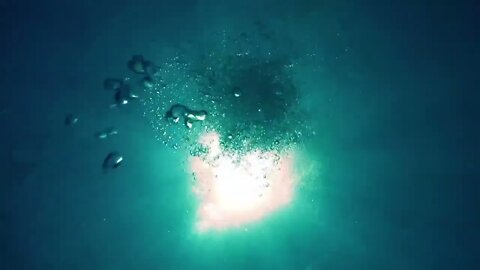 Ocean Animals for Kids | Learn all about the Animals and Plants that Live in the Ocean