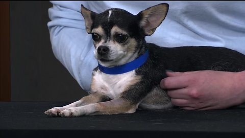 Idaho Humane Society talks spring classes and adoptable pets!