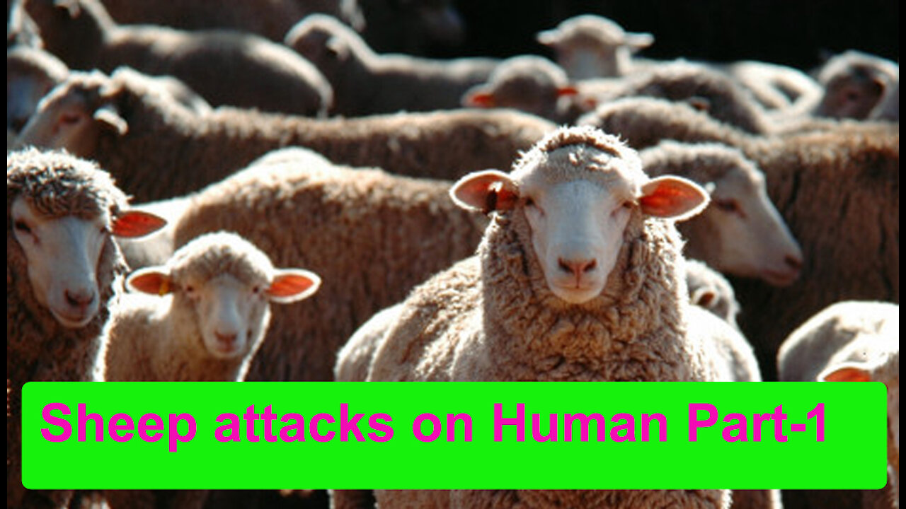 Sheep attack | wild attacks | animal attacks