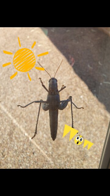 Patio Life Giant Grasshopper