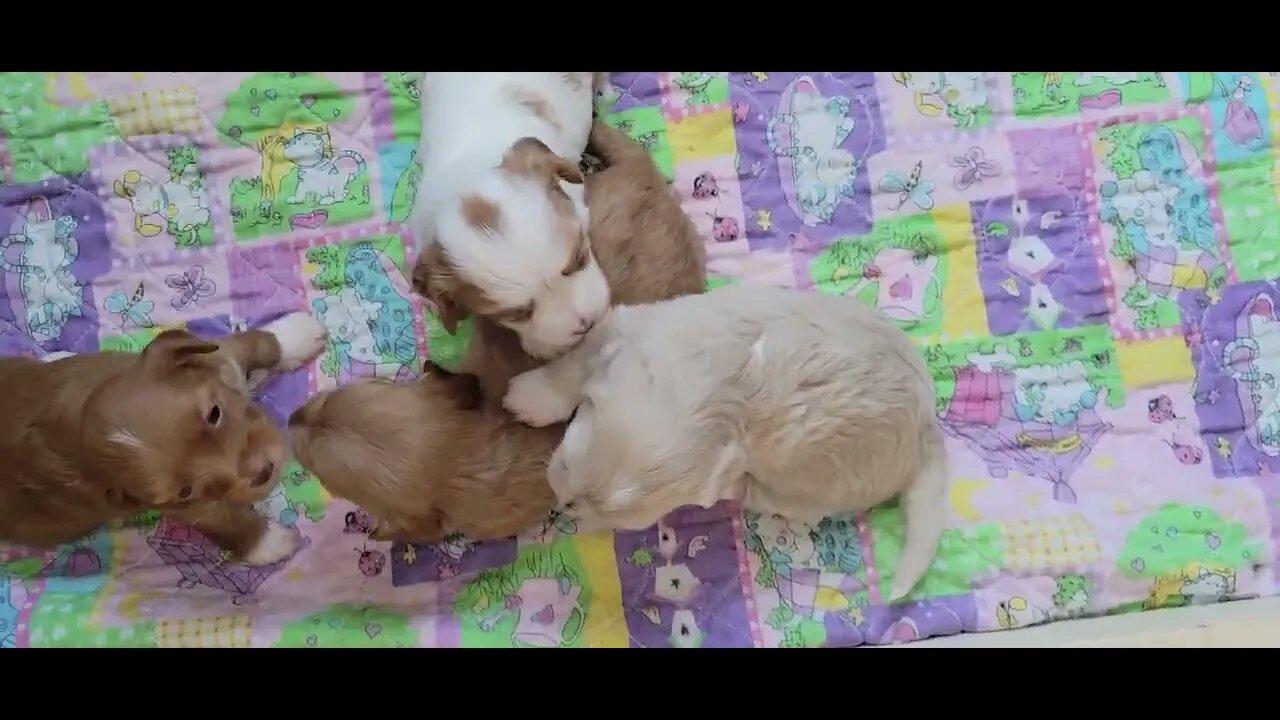 Sheba's Litter - 3 wks. Old Today(3)