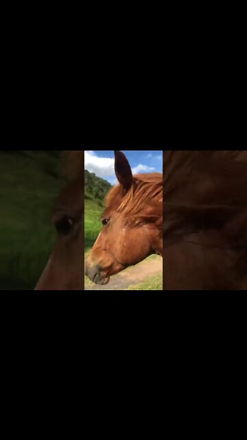 Visit with cute chestnut brumby