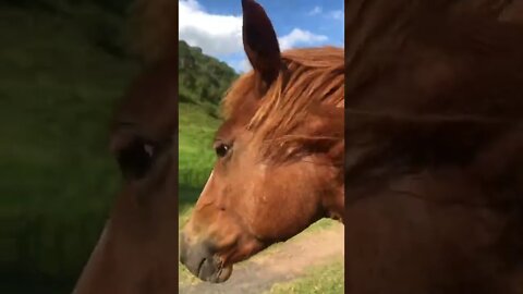 Visit with cute chestnut brumby