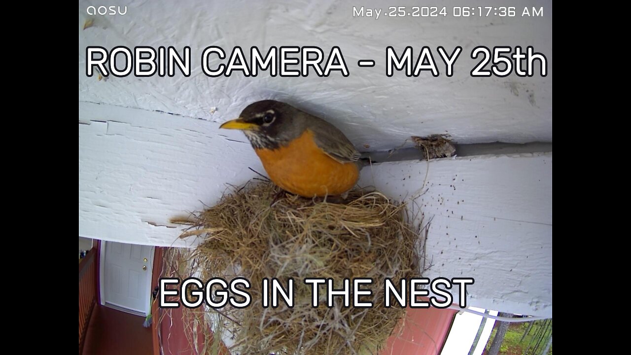 The ROBIN Camera - May 25th - Eggs In The Nest!