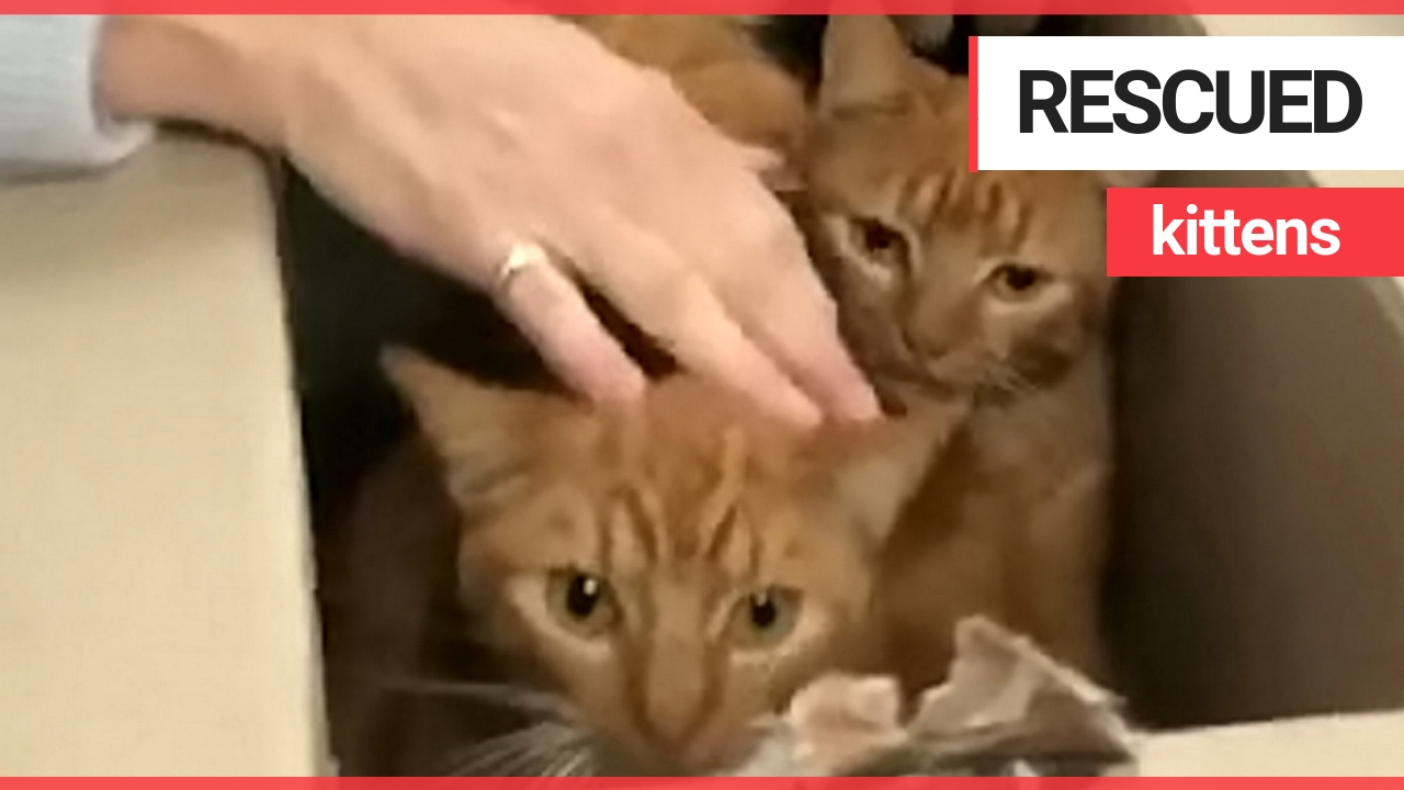 11 cats rescued after being left for dead in alleyway