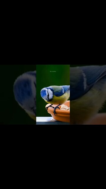 Songbird #kolinsky #birds