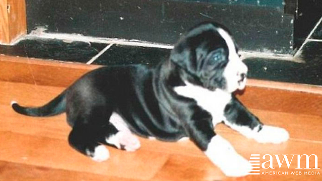 Couple Adopts The Tiniest Puppy At The Shelter. Soon Realize They Made A Huge Mistake