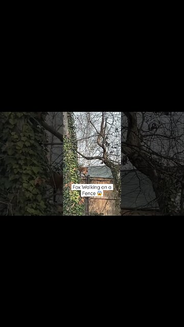 Fox Walking on a Fence 😱 #Shorts