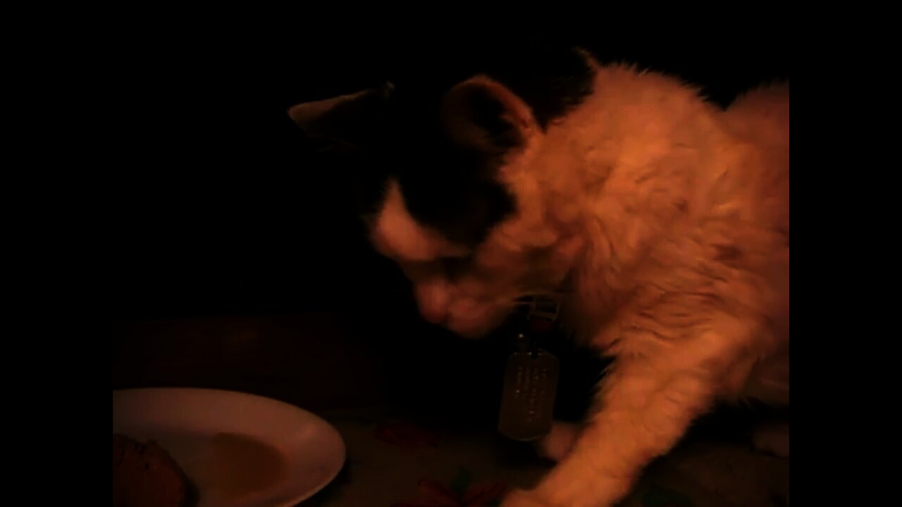 20 Year Old Cat versus Piranha - R.I.P. Snowball
