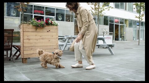 السيدة وكلبها The lady and her smart dog