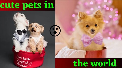 OMG So Cute ❤️Best Cute Pets In The World😍