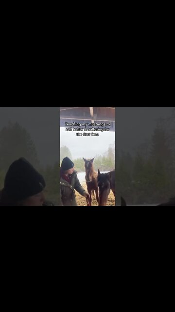 Force Free Haltering Wild Mustangs #wildhorses #wildmustang #clickertraininghorses