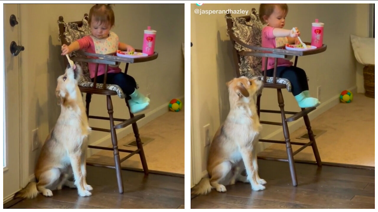 Dog is waiting for food giving cute baby