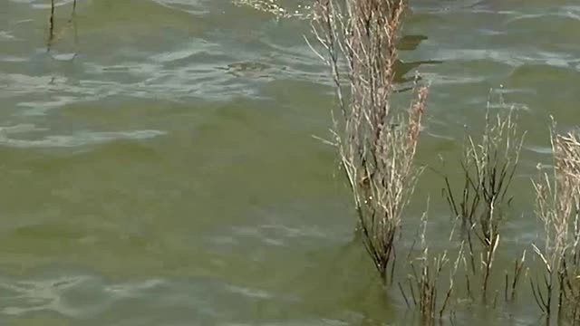 Boaters Save Baby Deer From The Middle Of Lake Buchanan