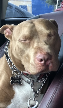 Kane the PIT BULL scared of the rain