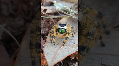 Such a Cutie!! Biggest jumping spider I've ever seen.