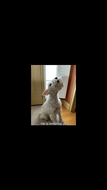 He imitates us. I think he thinks he is a human #Shorts