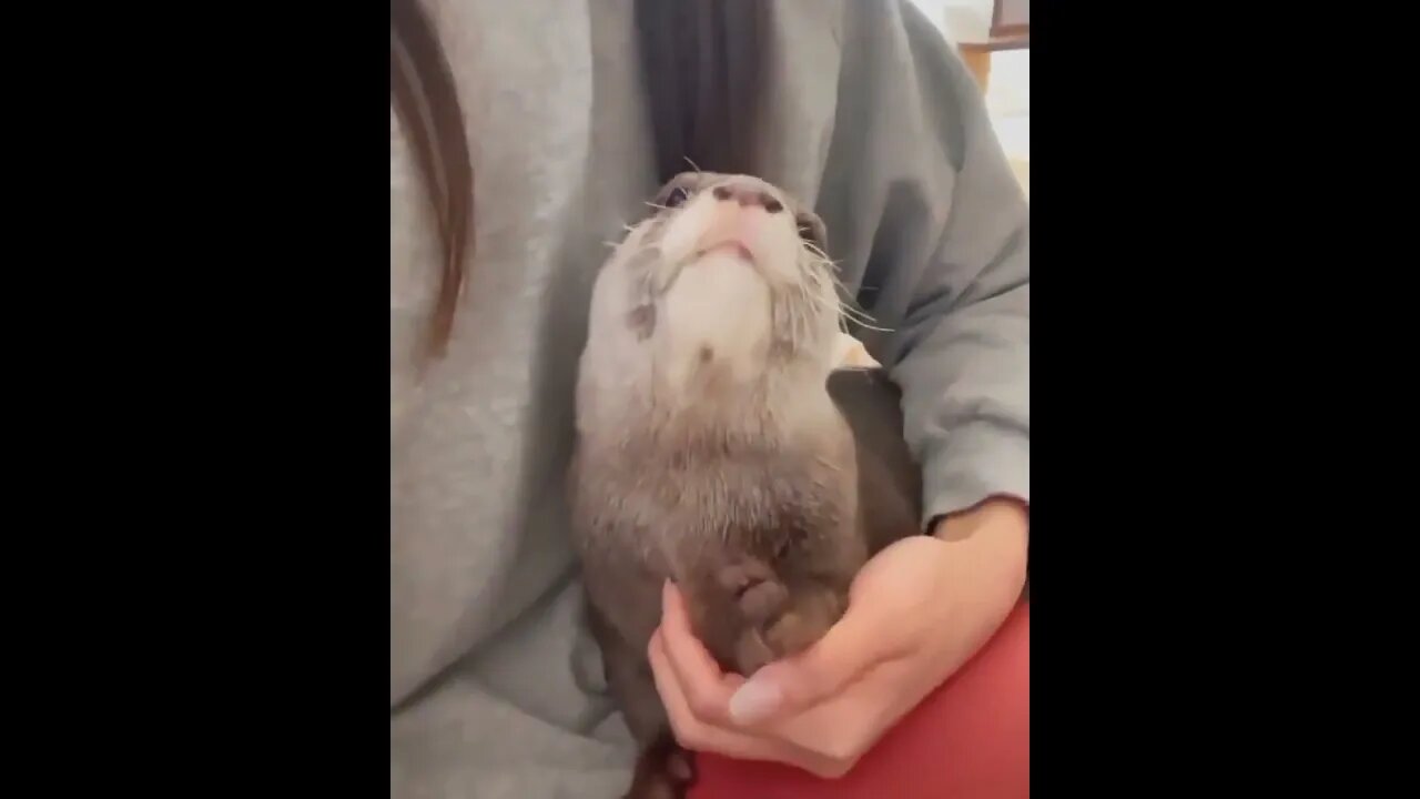 Cute Funny Otter -91 #shorts #funny #otter