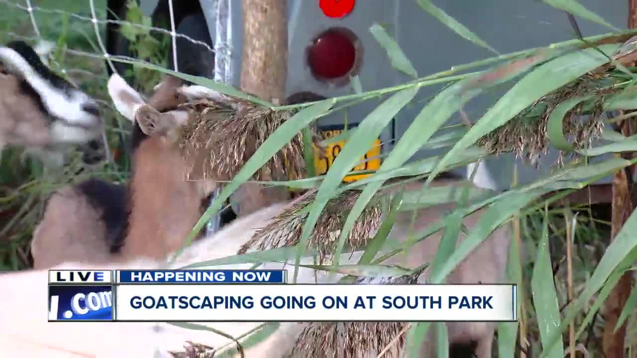 Goatscaping at South Park