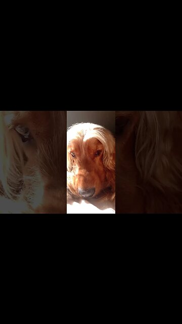 #dogshow, #amimals, #dogs, #shorts