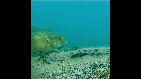 smallmouth in the lake