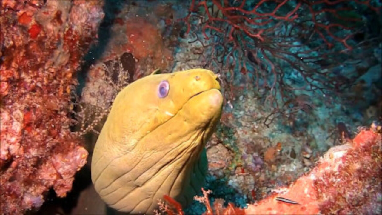 The man tied the camera to the tortoise and put it into the sea and the river respectively.